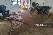 شبکه برق مناطق سیل‌زده گلستان به وضعیت پایدار بازگشت