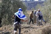 40 حمله در یک روز؛ فصل زیتون و تشدید حملات شهرک‌نشینان صهیونیست
