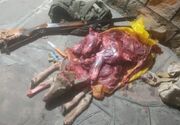 پایان کار شکارچی غیرمجاز در خامین؛ لاشه بز و 15 پرنده کشف شد
