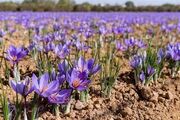 برگزاری سومین دوره جشنواره ملی زعفران علوی در کاشان