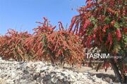 برگزاری جشنواره زرشک کوهی در اورست چهاردانگه