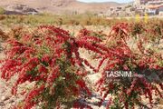 رقص سرخ دردل کوهستان؛روایت برداشت زرشک درروستای رجنوک +عکس