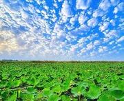 تالاب انزلی در مسیر تبدیل به جنگل؛ موج‌شکن‌ها رژیم آبی را تغییر دادند