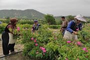 سومین جشنواره گلاب‌گیری در روستای «شرگه» برگزار شد