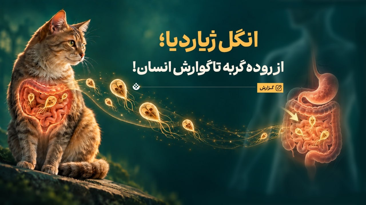 انگلی که از روده گربه به انسان میرسد؛ ژیاردیا چیست و چگونه منتقل میشود؟
