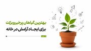 بهترین گیاهان پرخیروبرکت برای ایجاد آرامش در خانه