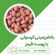 بادام زمینی کپسولی هندی خام؛ انتخابی مطمئن برای صنایع غذایی و مصرف‌کنندگان عمده