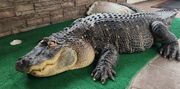 A state agency seized his best friend of 33 years: A pet alligator.