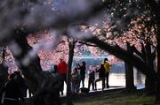 Cherry blossoms hit near-record early peak, a sign of climate change