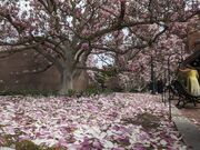 D.C.-area forecast: Mild but breezy today, much cooler to start the workweek