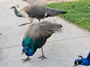 Cupid the peacock was shot with an arrow. Neighbors united to help him.