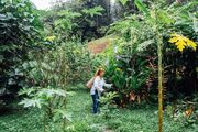 Once in decline, Indigenous food culture in Borneo thrives again