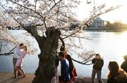 Love at first light: Cherry blossom devotees hit Tidal Basin at dawn