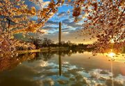 Top reader photos of D.C.’s cherry blossoms and the beloved tree Stumpy