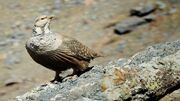 کبک دری از پرندگان حیات وحش گچساران در معرض انقراض است