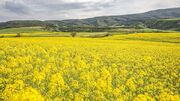 خوزستان در جایگاه نخست کشت دانه روغنی کلزا است