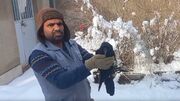 مهربانی دوستدار محیط زیست صالح آبادی به کلاغ آسیب دیده در سرمای زمستان