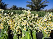 نرگس؛ میراث سبز و معطر سرزمین فارس