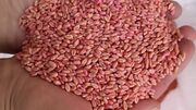 توزیع ۳۰ هزار تن بذر گندم اصلاح شده درکردستان