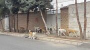 سگ‌های ولگرد، تهدیدی فراگیر در کرمان و شهر‌های اطراف