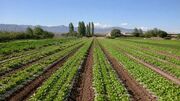 خوزستان قلب تپنده امنیت غذایی ایران؛ تولید ۱۷ میلیون تن محصول