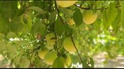 احیای باغ قدیمی با برداشت بیش از سه میلیارد تومان از هر هکتار