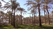 غبار در کمین نخلستان‌های خرمشهر؛ عملیات گسترده مبارزه با کنه تارتن در ۵۰۰ هکتار