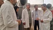 داراب پیشگام در تولید پیوندک‌های سالم و گواهی‌شده مرکبات