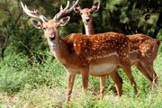 گوزن زرد ایرانی به طبیعت زاگرس بازمی‌گردد/ میزبانی سرچهان از گونه در معرض انقراض