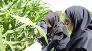 نخستین علائم آلودگی به برگ‌خوار پاییزه ذرت در مزارع شیراز مشاهده شد