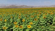 سلماس دومین قطب تولید آفتابگردان در آذربایجان غربی