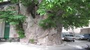 چنار کهنسال آمره؛ میراثی هزارساله در قلب خلجستان