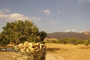 آغاز برداشت انجیر از بزرگ‌ترین انجیرستان دیم جهان در استهبان