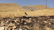 بازگشت پرندگان شکاری به طبیعت سقز