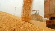 خرید تضمینی بیش از ۵۸۴ هزار تن گندم در کردستان