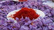 هزار هکتار زعفران، در زمین‌های شیب دار مینودشت کشت می شود
