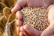 خرید تضمینی گندم از مرز ۸ میلیون و ۲۰۰ هزار تن گذشت