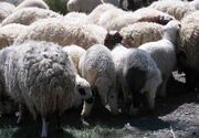 راز دوستی ۵ سارق و مالخر احشام با چوپانان گله برملا شد