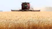 سرنوشت خرید تضمینی گندم به کجا رسید؟