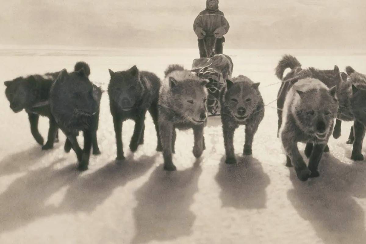 داستان آخرین سگ‌های جنوبگان؛ ناجیانی که در سال ۱۹۹۴ از قاره یخی اخراج شدند