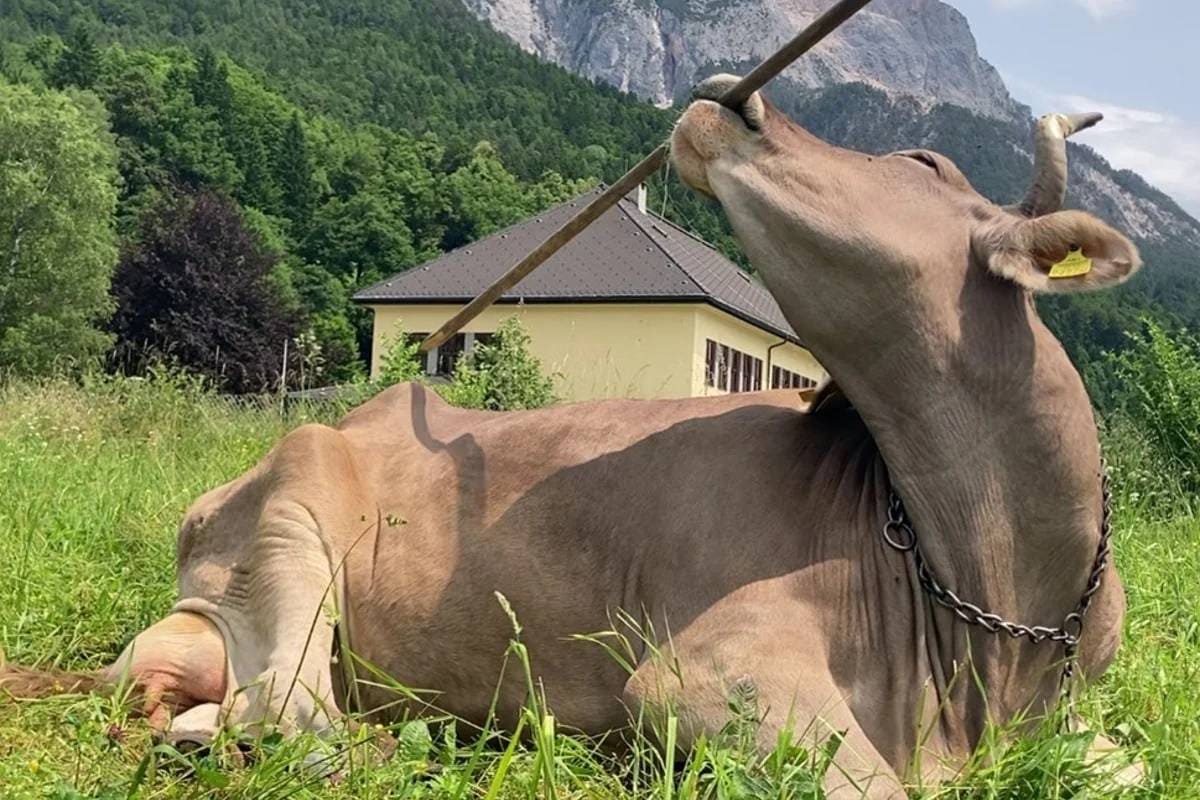 مشاهده تاریخی: گاوها هم می‌توانند از ابزار استفاده کنند